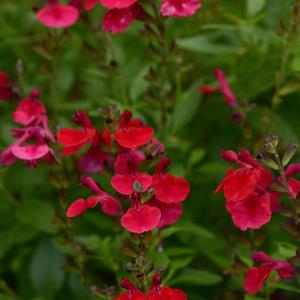 Salvia greggii Mirage&trade; Cherry Red