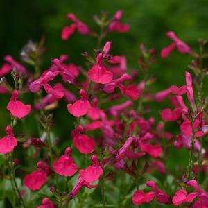 Salvia greggii Mirage&trade; Hot Pink