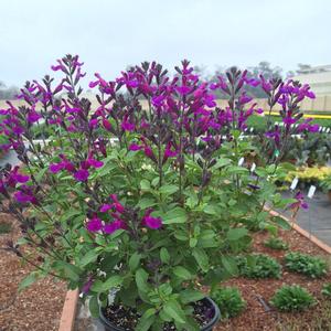 Salvia x jamensis VIBE® Ignition Purple