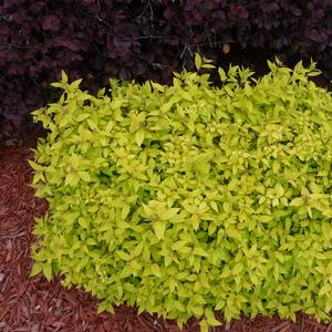 Spiraea japonica Goldmound