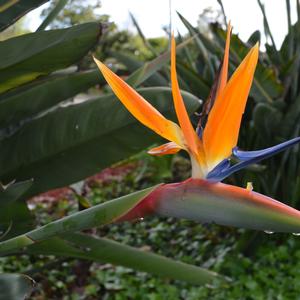 Strelitzia reginae 