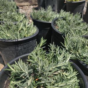 Teucrium cossonii (majoricum) 