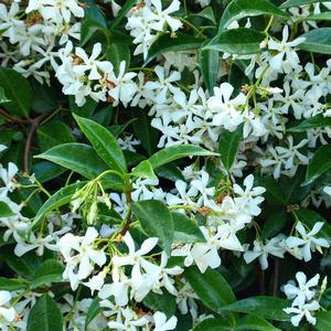 Trachelospermum jasminoides 