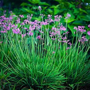 Tulbaghia violacea 