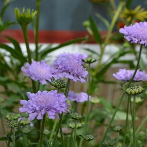 Scabiosa columbaria Giga Blue