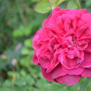 Rosa Darcey Bussell