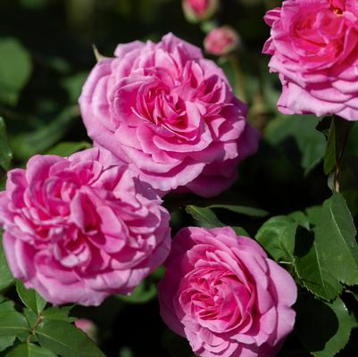 Rosa Gertrude Jekyll