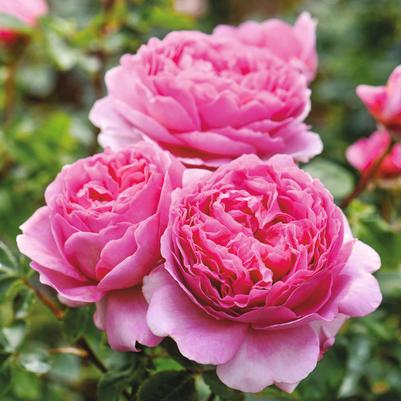 Rosa Princess Alexandra of Kent