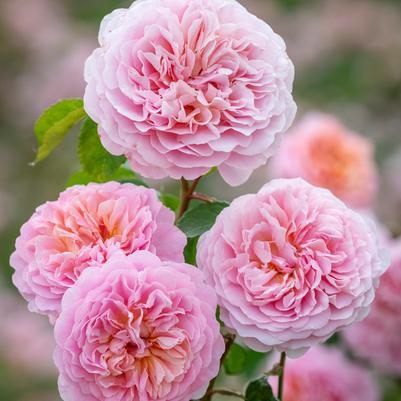 Rosa Eustacia Vye