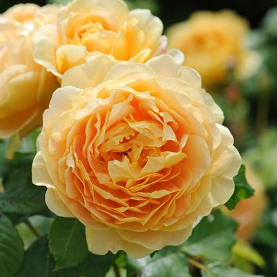 Rosa Golden Celebration