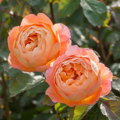 Rosa Lady Emma Hamilton