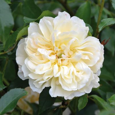 Rosa Lichfield Angel