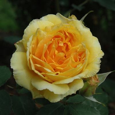 Rosa Molineaux