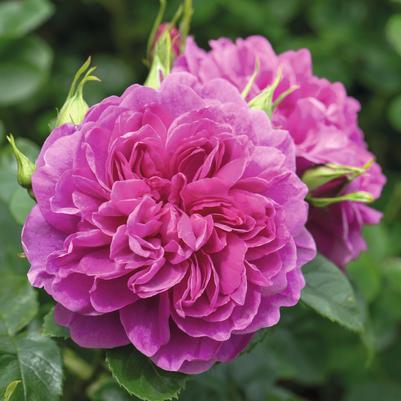 Rosa Princess Anne