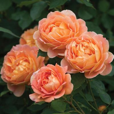 Rosa Lady of Shalott