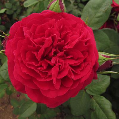 Rosa Tess of the D'Ubervilles