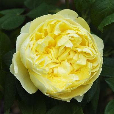 Rosa Charles Darwin