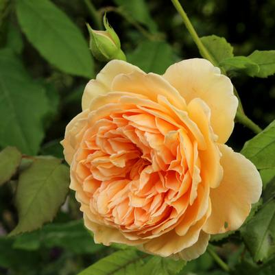 Rosa Crown Princess Margaretta