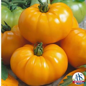 Tomato hybrid Chef's Choice Yellow