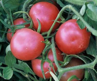 Tomato hybrid Pink Ping Pong