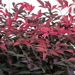 Nandina domestica Flirt&trade;