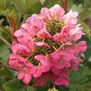 Hydrangea quercifolia Ruby Slippers