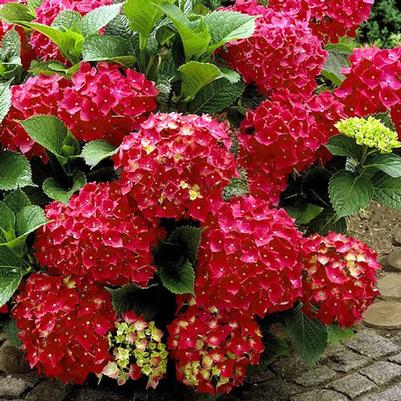 Hydrangea macrophylla Heartthrob