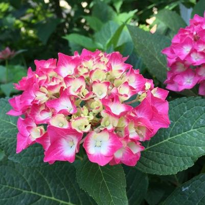 Hydrangea macrophylla Lime Lovebird