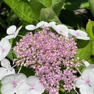Hydrangea macrophylla Lybella