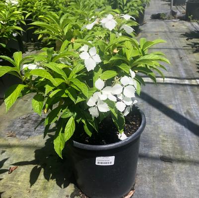 Hydrangea macrophylla x scandens Princess Bride