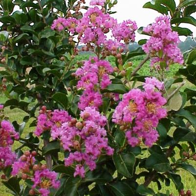 Lagerstroemia indica Zuni