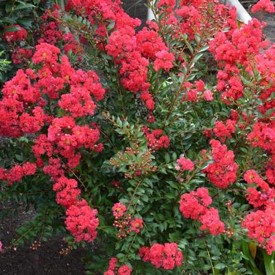 Lagerstroemia indica x fauriei Arapaho