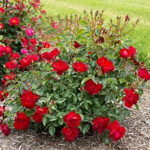 Rosa Brick House® Brick House