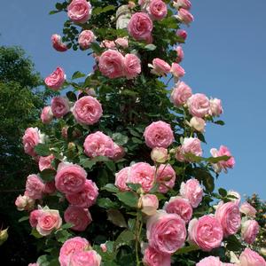 Rosa Eden Climber® Eden Climber