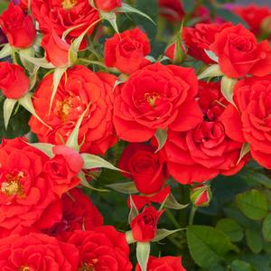 Rosa Sunblaze® Autumn Sunblaze