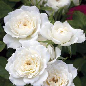 Rosa Sunblaze® Bridal Sunblaze