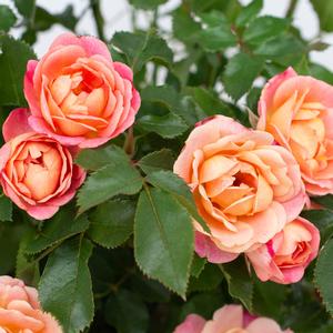 Rosa Sunblaze® Peach Sunblaze