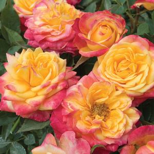 Rosa Sunblaze® Rainbow Sunblaze