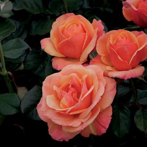 Rosa Anna's Promise™