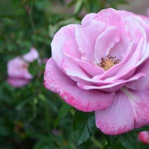 Rosa Barbara Streisand