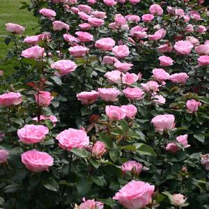 Rosa Eleganza® Eleganza Beverly™