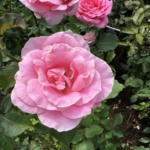 Rosa Bewitched