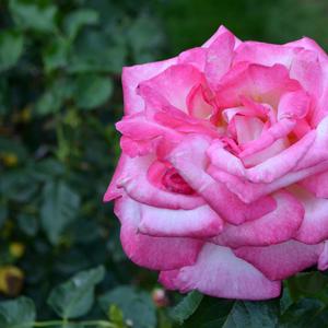 Rosa California Dreamin'™
