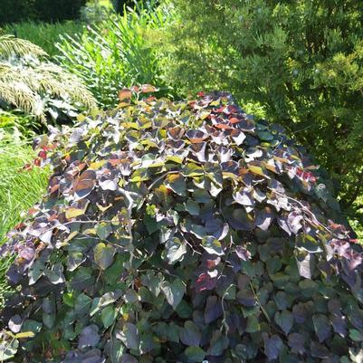 Cercis canadensis Ruby Falls