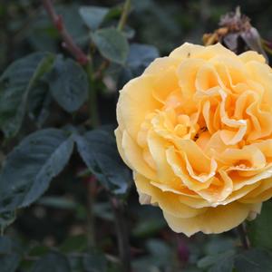 Rosa Ch-Ching