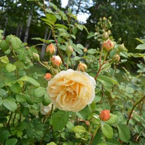 Rosa Charles Darwin
