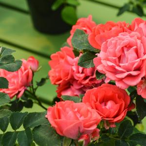 Rosa Coral Drift®