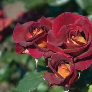 Rosa Dark Night™