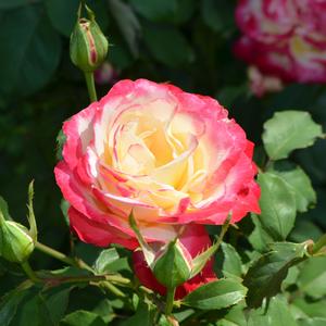 Rosa Double Delight