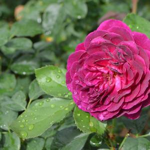 Rosa Ebb Tide™